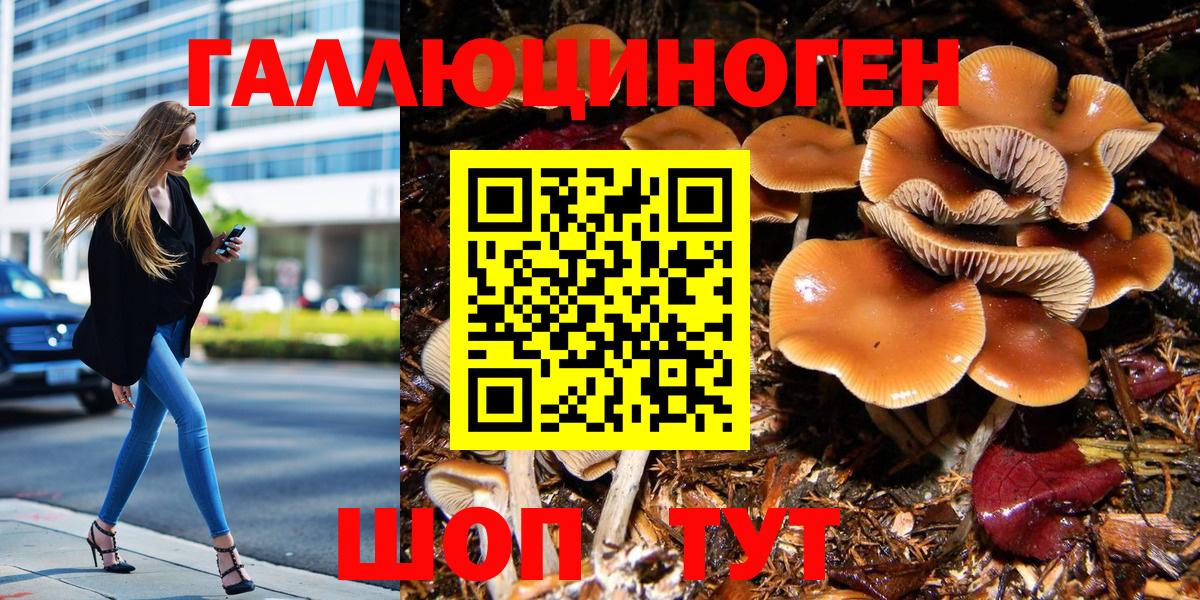 Псилоцибиновые грибы Psilocybe Королёв